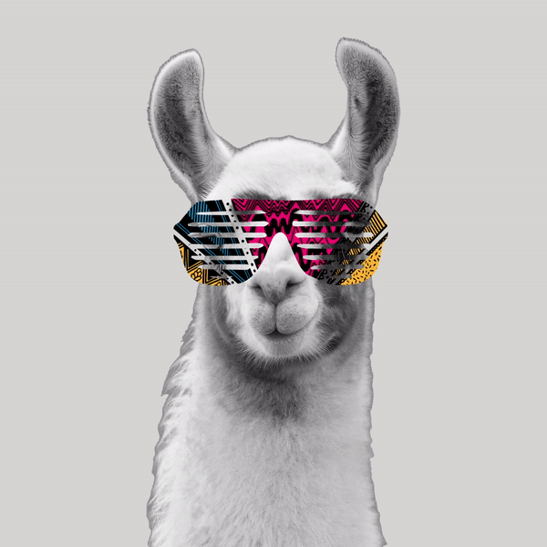 llama wearing glasses